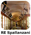 RE Spallanzani